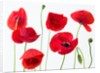 Poppies on white background by Assaf Frank